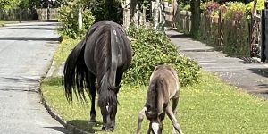 Foals in the new Forest